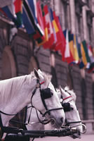 Straight From the Horse’s Mouth | Article