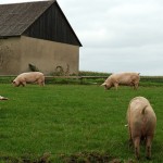 The Global Supply Chain is Restructuring to Cut Costs. Here’s Why it is Like the Pig! | Article