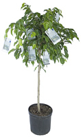 money on tree