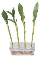 international eco-friendly outsourcing