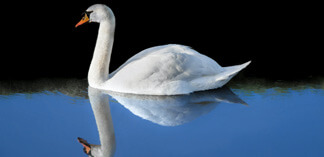 Swan Saga